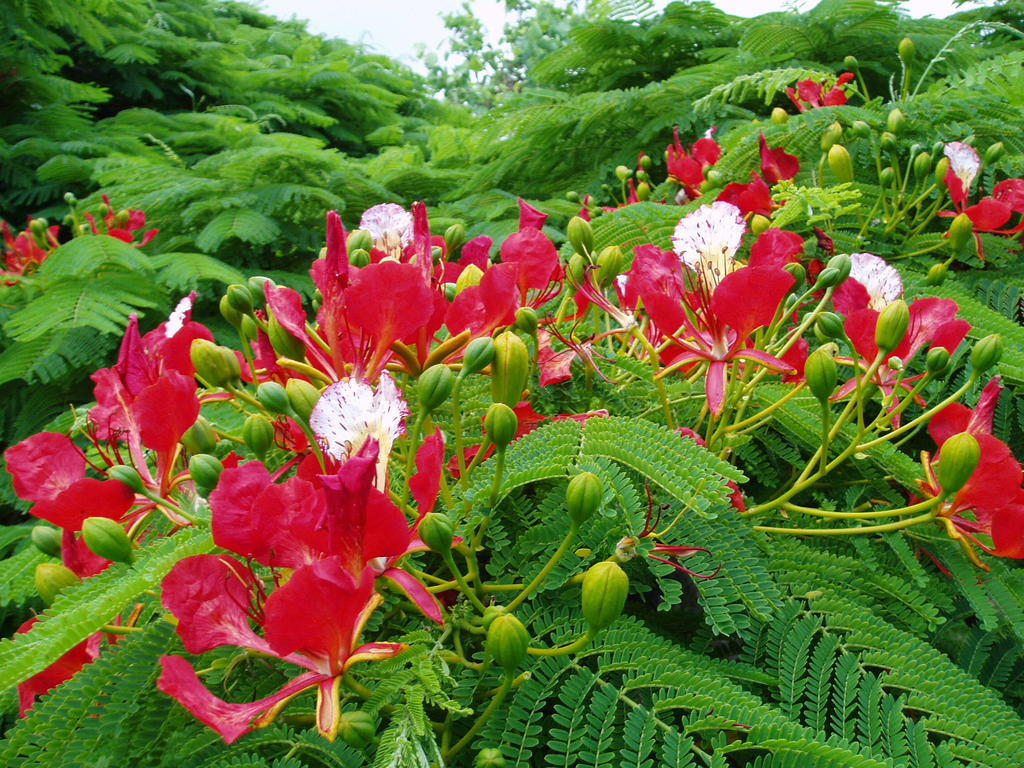 Poinciana Cottages Burnt Pine Esterno foto